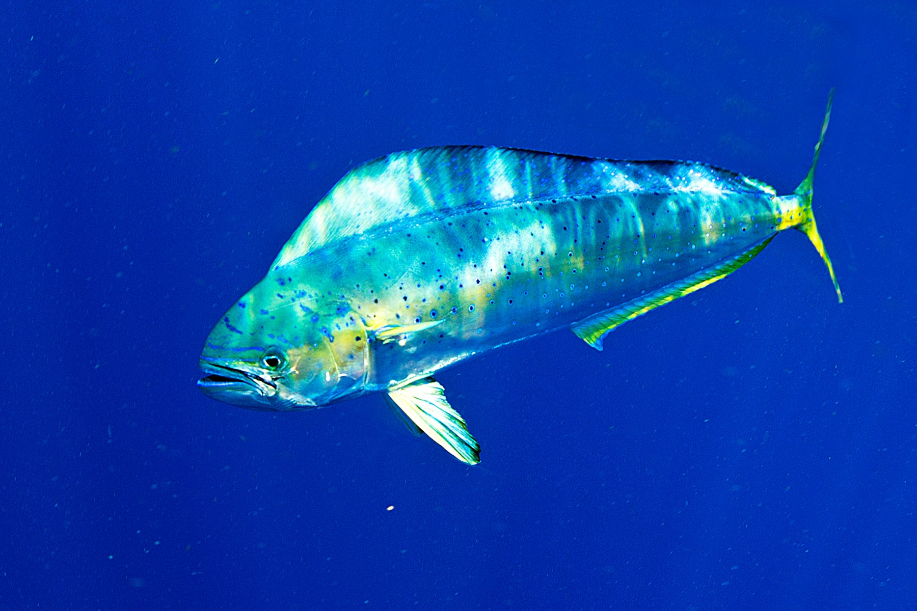Dolphinfish